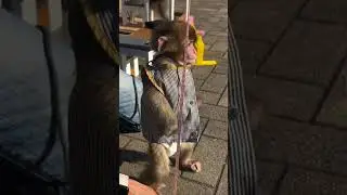 Adorable Monkey Antics: Too Cute to Handle! 🐒❤️ #monkey #animals #shorts #wildlife