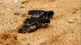 Baby marine turtle