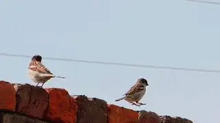 Male Fighting for mating female || breeding season || house Sparrow