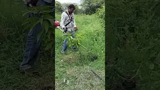 How to clean weed around the mango plant