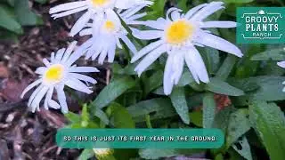 Groovy Plants Ranch: Леукантемум 'Carpet Angel' | Первая в мире почвопокровная ромашка сорта Шаста