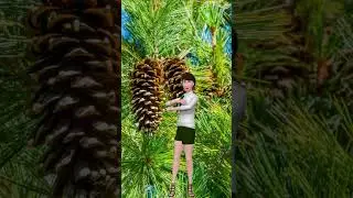 The Ash Fly: A Hidden Enemy of Your Pine Trees #TreeDiseases #TreeExpert #TreeDoctor