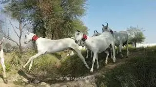 High Class Barbari Goats walking Compilation
