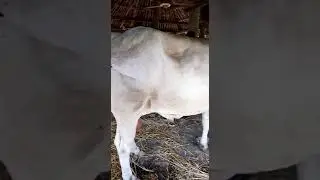 Ongole bull