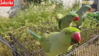 CUTE PARROT'S🦜🥰 \\मिट्ठू बेटो की मस्ती//