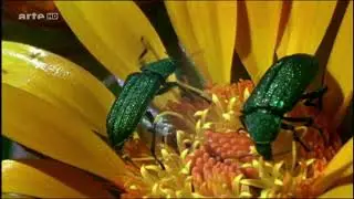 FLeurs, pollinisation co&eacute;volution