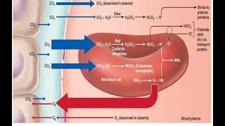 Transport of Carbon Dioxide in blood | Dr.S.Parthasarathy MD, DNB, PhD
