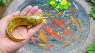 Catch beautiful pond creatures: fish, turtles, and iguanas