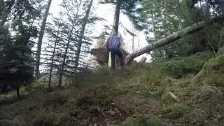 Felling av rotvelta tr&aelig;r