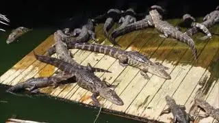 Fudpucker's:  Feeding the Alligators (Destin, Florida)