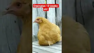 Orpington 10 weeks old