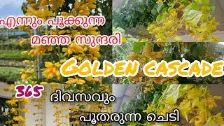 വീട്ടിൽ വസന്തം ഒരുക്കുന്ന മഞ്ഞ സുന്ദരി| How to care golden cascade plant |preparation tips