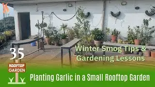 🌱 Planting Garlic in a Small Rooftop Garden + Winter Smog Tips & Gardening Lessons | Ep 35 | Indera