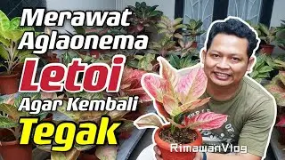(Eps. 175) Menyelamatkan Aglaonema yang Layu/Letoi | Rimawan Vlog