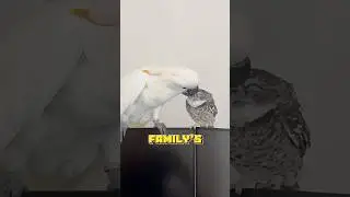 Rescued owl and parrot become good friends.👯&zwj;♀️ #animals #healing #owl #parrot #birds #shortvideo