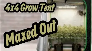 VIVOSUN 4x4 Grow Update Going for 2 pounds #garden #plants #organic #gardeningtips #indoorgardening