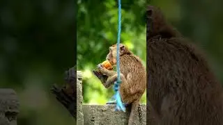 Funny they eat bananas like a competition