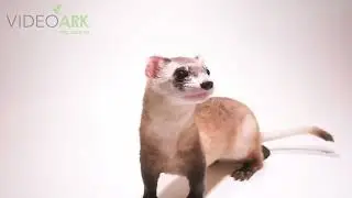 An endangered and federally endangered black-footed ferret (Mustela nigripes)