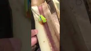 A very rare frog 🐸😳 #frog #rarefrog #forest #viralvideo #viralshorts