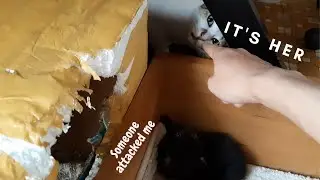 The first meeting of the cats. Shy kitten in new house