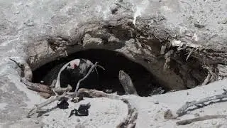 African Penguins in Cape Town