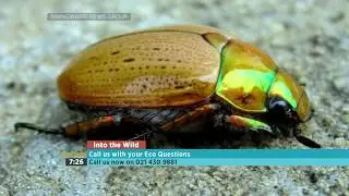 Into the Wild: Christmas Beetles 1-3