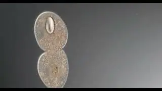 Ciliate division  200x - 400x