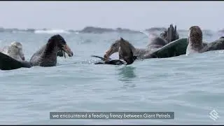 Behind the Lens: Witnessing a Giant Petrel Feeding Frenzy in South Georgia