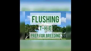 What is Flushing? ....Preparing your Female Goats and Sheep for breeding