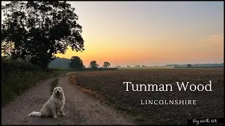 A walk around Tunman Wood (1)｜Lincolnshire｜UK｜Virtual Walk｜Dog Walking Route｜4K