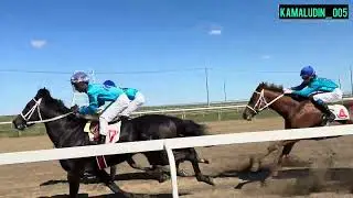 Скачки в Кунбатаре 27.09.2025 (жеребцы 2-х лет)