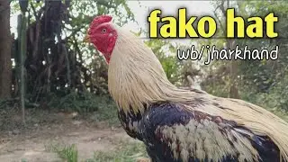 Fako hat new murga price update || #kukru #fakohat #jharkand #viral
