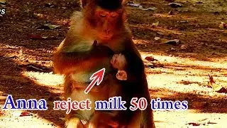 Let count together how many times Anna disconnected milk Alba, Alba was rejected milk by Anna