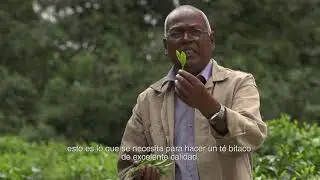 The Pristine Environment creates a Unique Specialty Tea