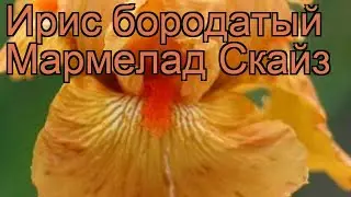 Ирис бородатый Мармелад Скайз (iris) 🌿 обзор: как сажать, рассада ириса Мармелад Скайз