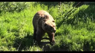Anchorage, Alaska &ndash; Visit to Mount Alyeska and Alaska Wildlife Conservation Center in Girdwood