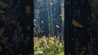 Mexico 🇲🇽The Monarch Butterfly Reserve #mexico