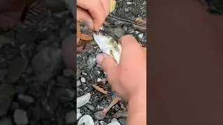 Pike-minnow 😑 #trashfish #pikeminnow #flyfishing #shorts