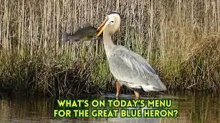 Spectacular Feeding Behavior of the Great Blue Heron!