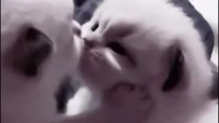 элджей - ультрамариновые танцы (sped up)