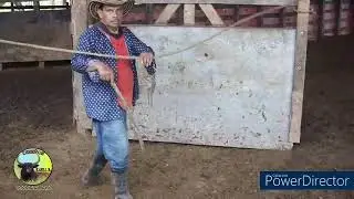 Toro rebelde no quiere entrar a la manga #toros 