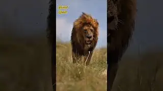 Then beautiful lion seenka in action #wildlife