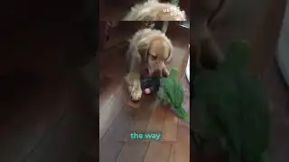 The Great Toy Showdown! Dog vs Parrot: The Hilarious Battle Ever!