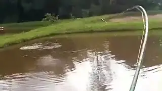 Tambaqui fisgado no fly sensacional o punch da fisgada