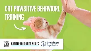 Cat Pawsitive Behavioral Training