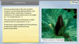 Productivity  | Ecosystem | Biology | Class 12th  | iPrep