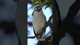 Kingfishers: The Mighty Hunters of the Waterways