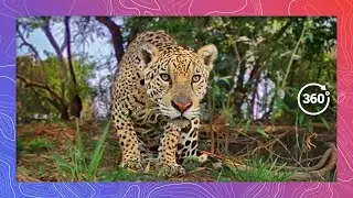Jaguar in its Natural Habitat: Watch it Prowl Along a River in the Pantanal