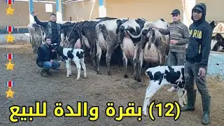 (12) بقرة والدة 💫‼️0661282165 نواحي الغرب دار الݣداري عند نبيل فرجة ممتعة وشكرا 