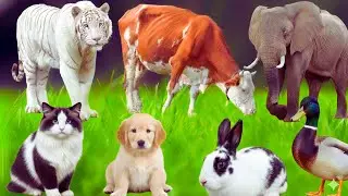 Happy Farm Animal Life: Horse, Chicken, Rabbit, Pig, Cow, Dog, Duck, Rabbit,  &ndash; Cute Animal Sounds